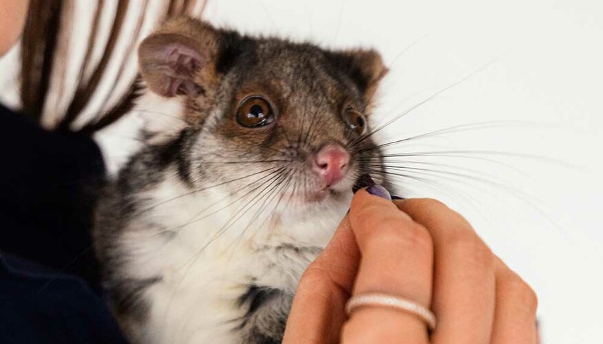 Wilbur's Wildlife, event services in Adelaide, photo 3