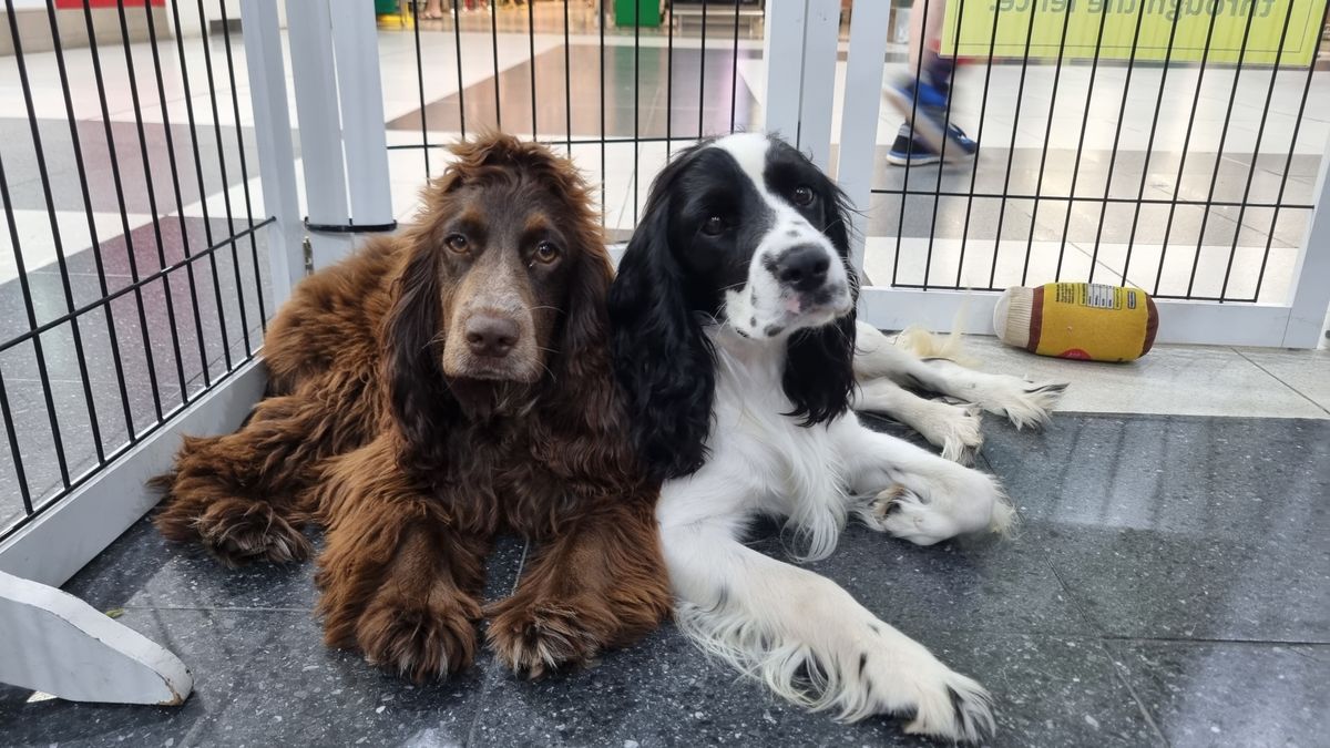 Canine Cuddles Brisbane, event services in Brisbane