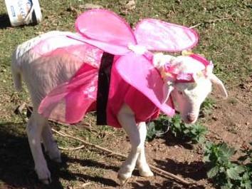 Baby Baas & Tiny Trotters - Travelling Animal Nursery, event services in Launceston