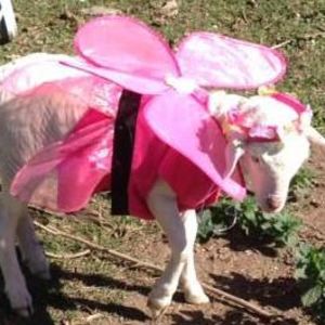 Baby Baas & Tiny Trotters - Travelling Animal Nursery, event services in Launceston, photo 2