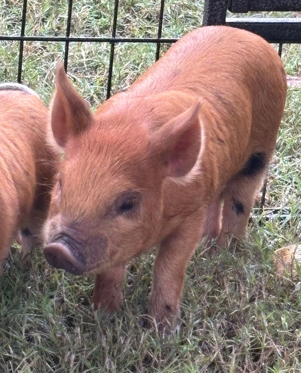 Mad Animal Addiction, event services in Mackay
