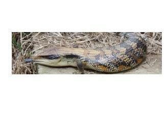 Mobile Reptiles, children's entertainer in Melbourne
