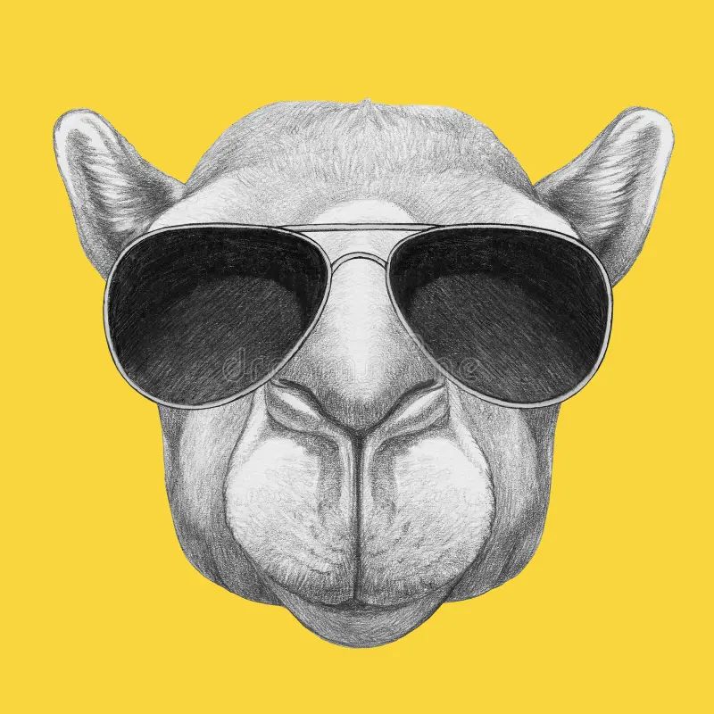Camel, dj in Perth