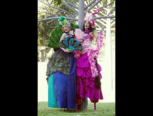 Flamenco And Peacock, stilt walker in Perth